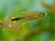 Fiche du poisson Hasemania nana Hasemania nana