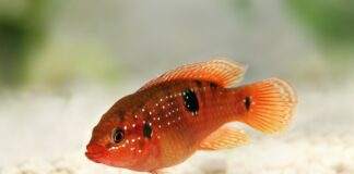 Hemichromis bimaculatus