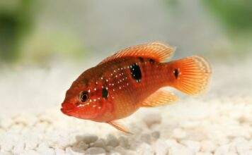 Fiche du poisson Hemichromis bimaculatus Hemichromis bimaculatus