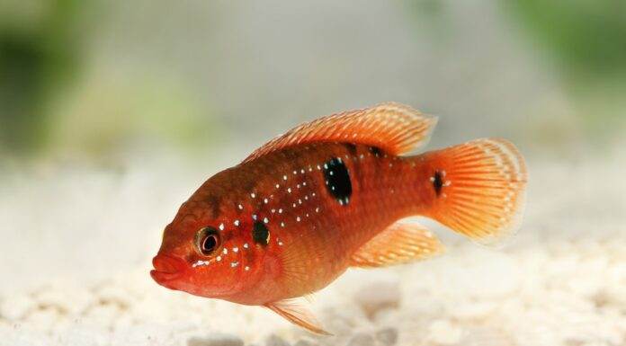 Fiche du poisson Hemichromis bimaculatus Hemichromis bimaculatus