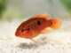Fiche du poisson Hemichromis bimaculatus Hemichromis bimaculatus