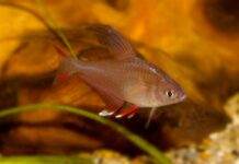 Hyphessobrycon bentosi