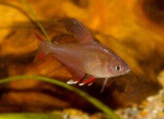 Hyphessobrycon bentosi