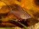 Hyphessobrycon bentosi