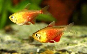 Fiche du poisson Hyphessobrycon flammeus Hyphessobrycon flammeus
