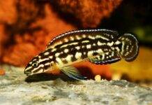 Julidochromis marlieri