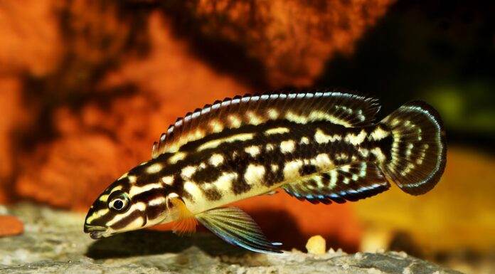 Julidochromis marlieri