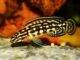 Fiche du poisson Julidochromis marlieri Julidochromis marlieri