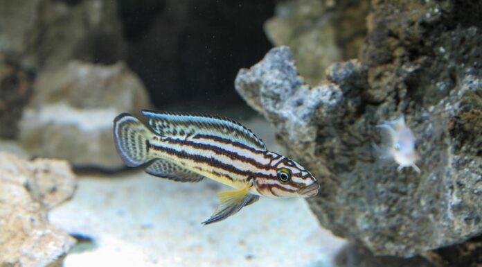 Fiche du poisson Julidochromis ornatus Julidochromis ornatus