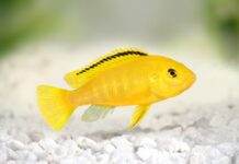 Labidochromis caeruleus