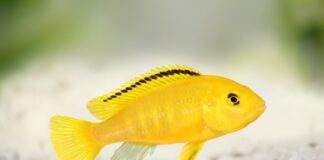 Labidochromis caeruleus
