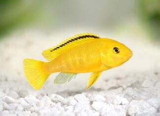 Labidochromis caeruleus