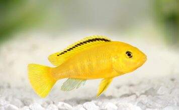 Labidochromis caeruleus