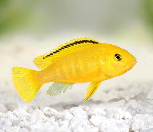 Labidochromis caeruleus