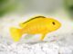 Fiche du poisson Labidochromis caeruleus (labido jaune) Labidochromis caeruleus