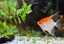 Les maladies des plantes aquatiques Les maladies des Plantes d'Aquarium