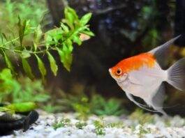 Les maladies des Plantes d'Aquarium