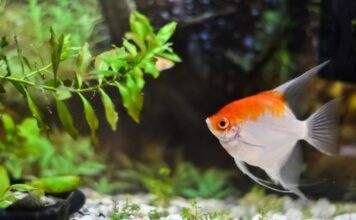 Les maladies des Plantes d'Aquarium