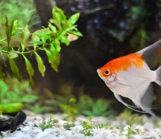 Les maladies des Plantes d'Aquarium