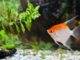 Les maladies des Plantes d'Aquarium
