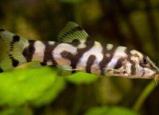 Fiche du poisson Botia lohachata Loche réticulée