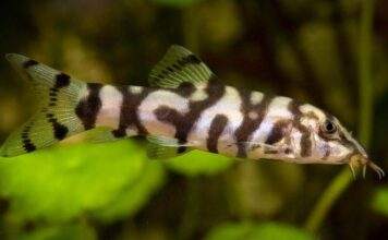 Fiche du poisson Botia lohachata Loche réticulée