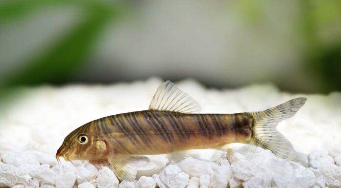 Fiche du poisson Botia striata (Loche zèbrée) Loche zèbrée