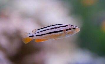 Melanochromis auratus