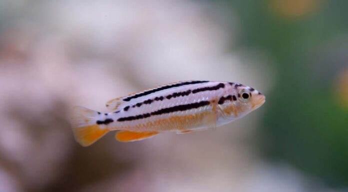 Melanochromis auratus