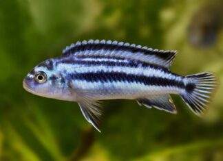 Melanochromis johannii