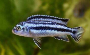 Fiche du poisson Melanochromis johannii Melanochromis johannii