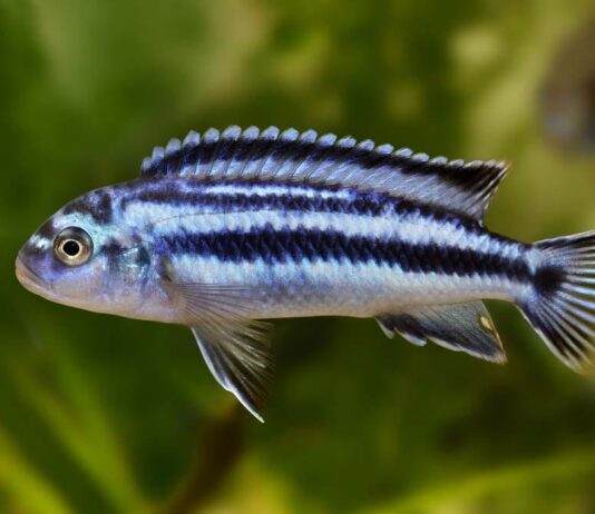 Melanochromis johannii