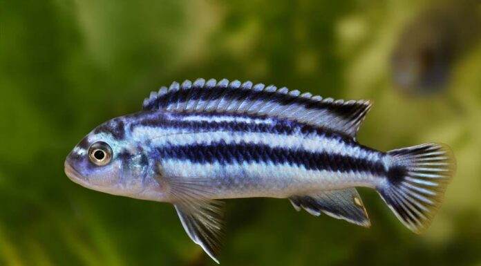 Melanochromis johannii