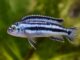 Melanochromis johannii