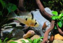 Mikrogeophagus altispinosus