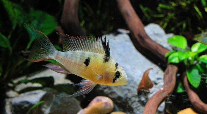 Mikrogeophagus altispinosus