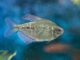 Fiche du poisson Moenkhausia pittieri Moenkhausia pittieri