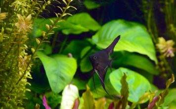 Morphologie, anatomie et multiplication des plantes aquatiques