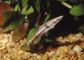 Fiche du poisson Nannobrycon eques Nannobrycon eques