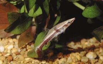 Fiche du poisson Nannobrycon eques Nannobrycon eques