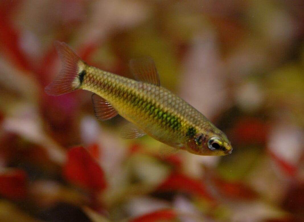 Neolebias ansorgii