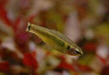 Fiche du poisson Neolebias ansorgii Neolebias ansorgii