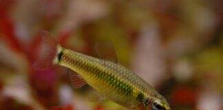Neolebias ansorgii