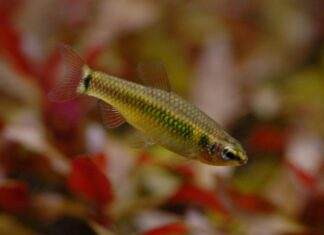 Fiche du poisson Neolebias ansorgii Neolebias ansorgii
