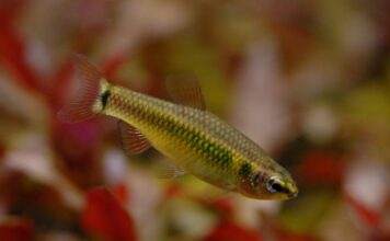 Neolebias ansorgii