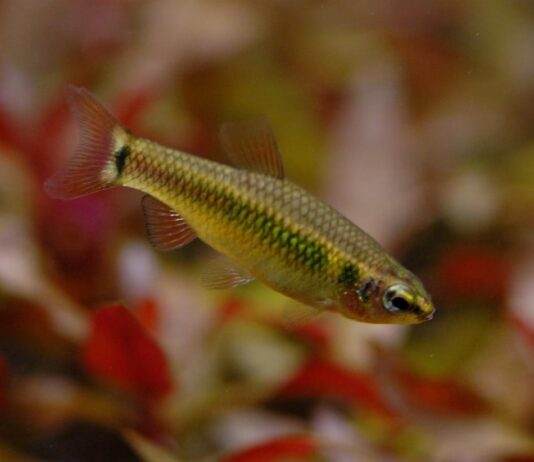 Neolebias ansorgii