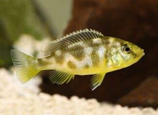 Fiche du poisson Nimbochromis venustus Nimbochromis venustus