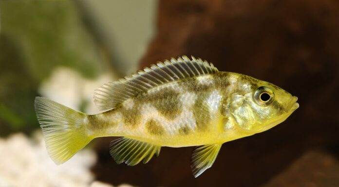 Nimbochromis venustus