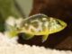 Fiche du poisson Nimbochromis venustus Nimbochromis venustus