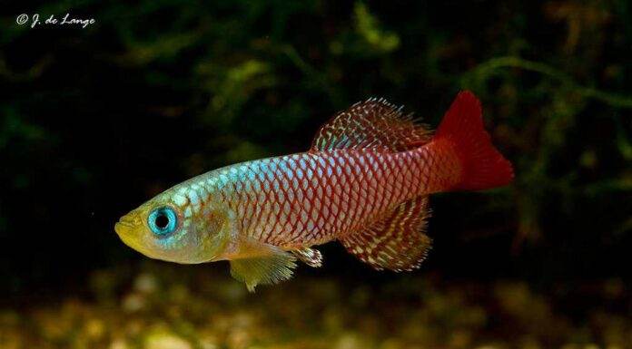 Nothobranchius palmqvisti
